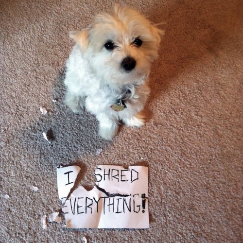 dogshaming-shredding2.jpg