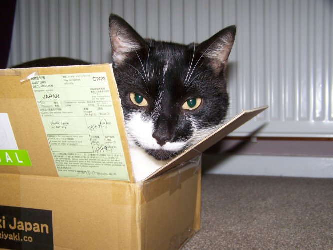 jap cat.JPG