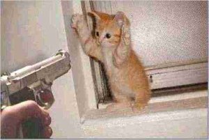 cat1.jpg