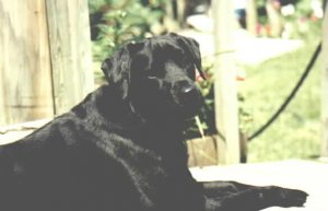 me dog barron.jpg