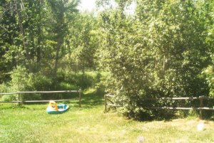 backyard.jpg