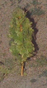 cottonwood01.jpg