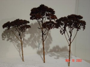 dsc00006.jpg
