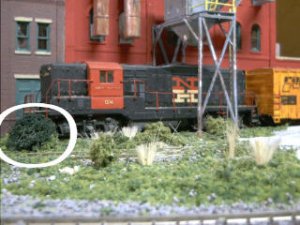 lichen.jpg