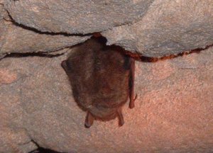 bat.jpg
