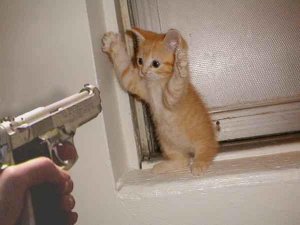 Catburglar[2].JPG