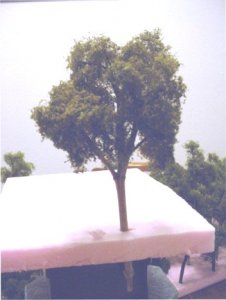 tree1.JPG
