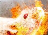 mouse.jpg