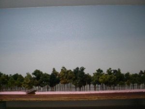 sky 5 trees higher.JPG