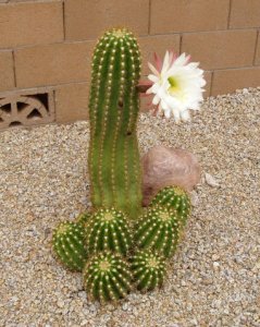 Cactus 1.jpg