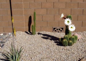 Cactus 3.jpg