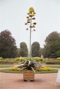 Agave.jpg