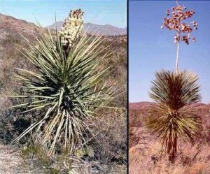 Yucca.jpg