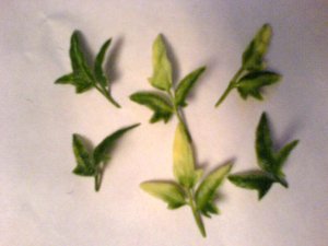 palme8.jpg