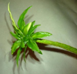 palme5.jpg