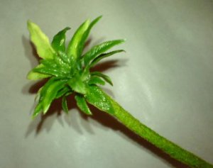 palme2.jpg