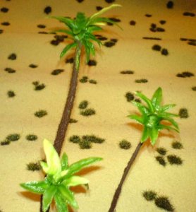 palm11.jpg
