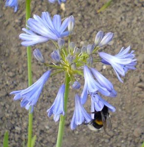 flower and bumble bee.jpg