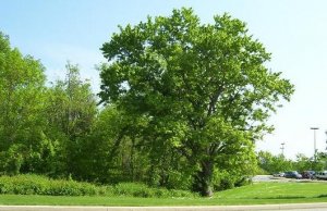 tree image posting 000.JPG