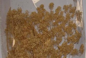 tree image posting 001.JPG
