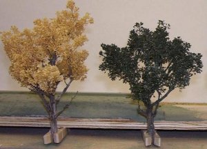 tree image posting 004.JPG