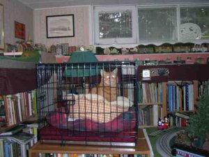 CatvsTrain1500.jpg