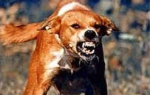 nicedoggyA.jpg