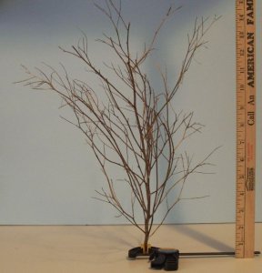 tree1.jpg