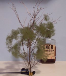 tree3.jpg