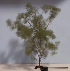 tree4.jpg