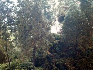 trees02.jpg