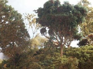 trees03.jpg