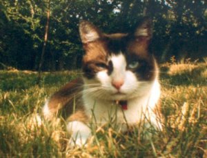 misha-1_peq2.jpg
