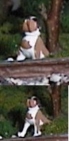 pup.jpg