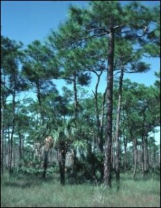 SlashPine.jpg
