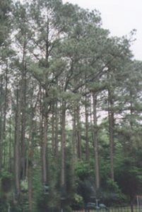 southernpines.jpg