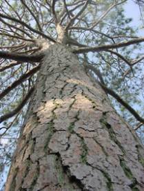 oldestpinetreeinAlabama.jpg