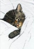 catt.jpg