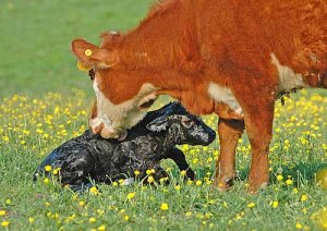 cow12.jpg