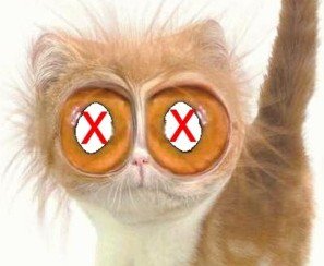 Cat Exxes.jpg
