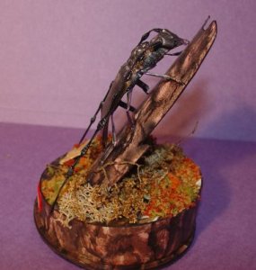 beetle 021.jpg