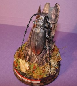 beetle 022.jpg