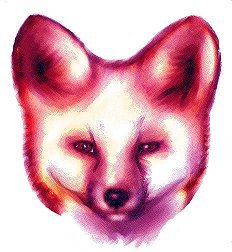 redfoximagea.jpg