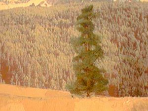 tree.jpg