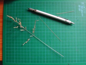 Triaconteris_017.jpg