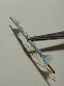 Triaconteris_024.jpg