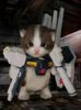 funny_cat_pictures_088.jpg