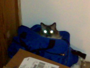 gremlin1.jpg