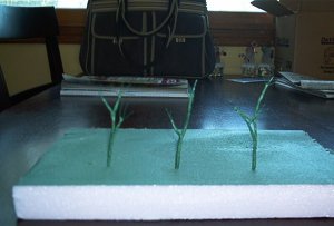 tree 004.jpg