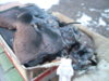 DSCN0695.JPG